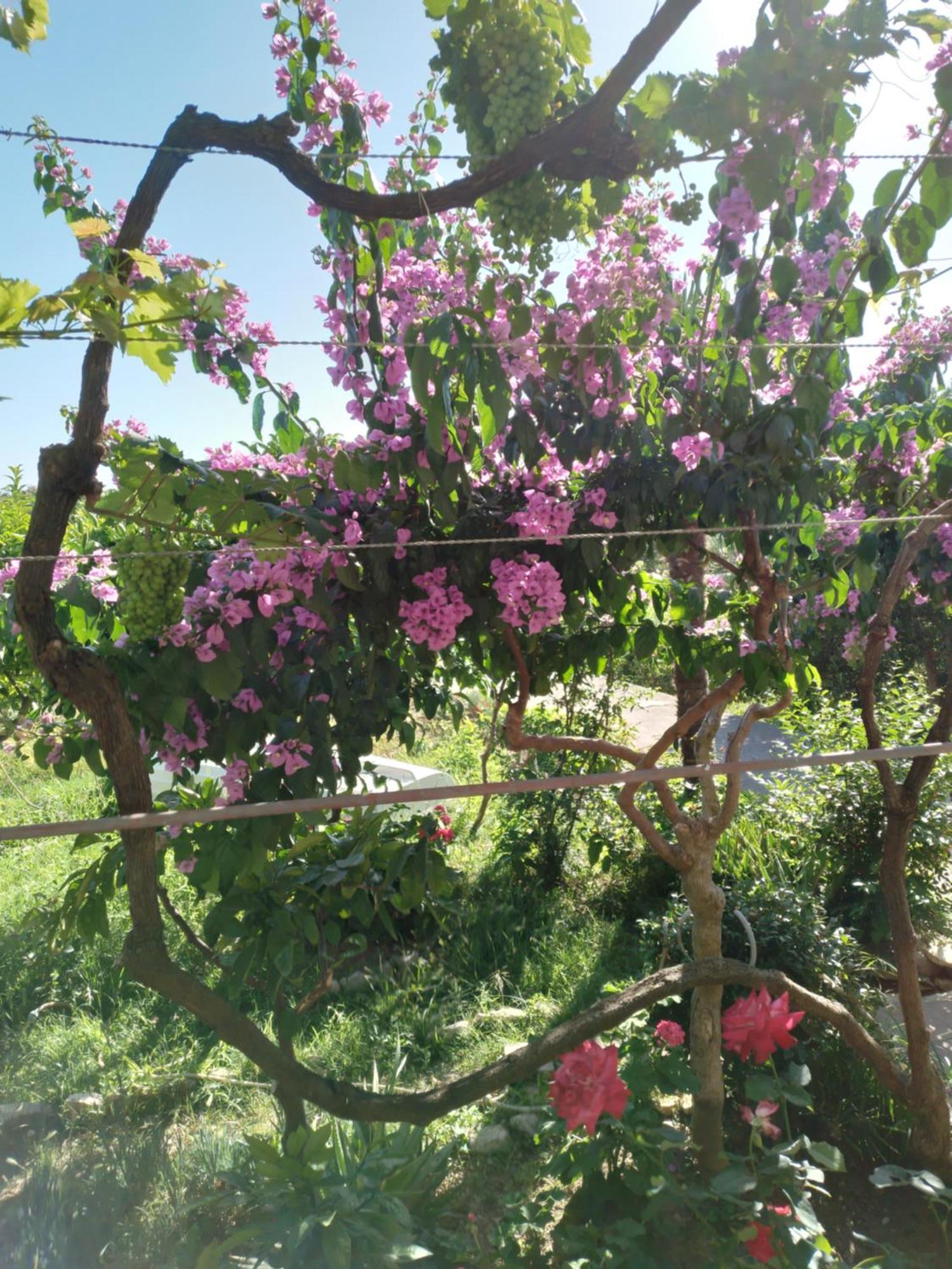 Ribaric Villa Banjol Екстериор снимка